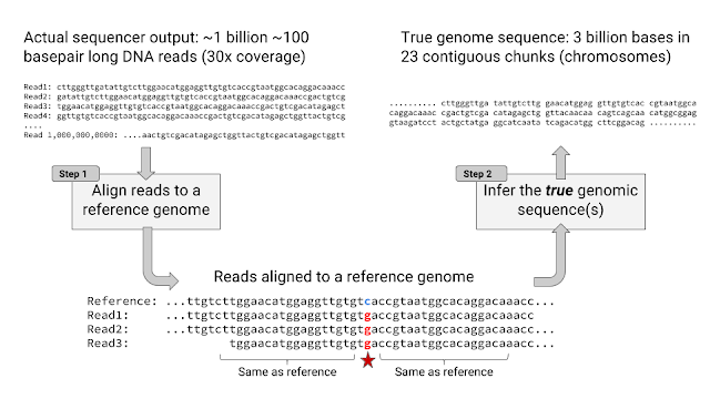 Can a 'Google AI' Build Your Genome Sequence?