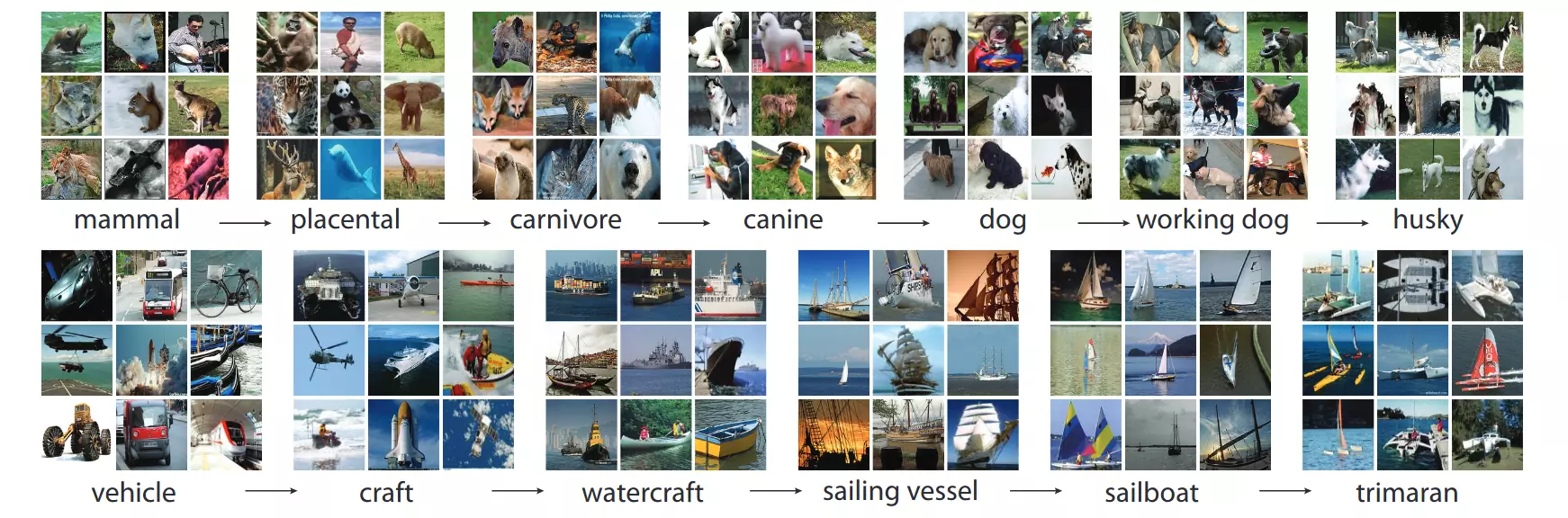 Фото из базы IMAGENET